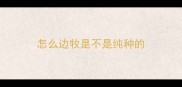 怎么边牧是不是纯种的
