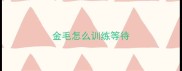 金毛怎么训练等待