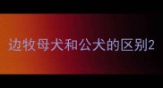 边牧母犬和公犬的区别