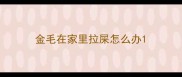 金毛在家里拉屎怎么办