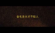 金毛多大才不咬人