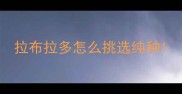 拉布拉多怎么挑选纯种