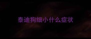 泰迪狗细小什么症状