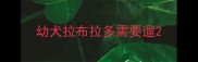 幼犬拉布拉多需要遛
