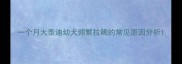 一个月大泰迪幼犬频繁拉稀的常见原因分析
