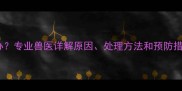 哈士奇吐虫子怎么办专业兽医详解原因处理方法和预防措施附自救指南