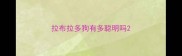 拉布拉多狗有多聪明吗