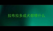拉布拉多成犬都喂什么