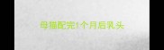 母猫配完1个月后乳头