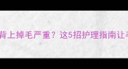 黑色拉布拉多背上掉毛严重这5招护理指南让毛发焕然一新