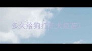 多久给狗打狂犬疫苗