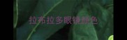 拉布拉多眼镜颜色