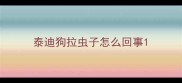 泰迪狗拉虫子怎么回事