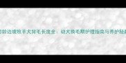 3月龄边境牧羊犬背毛长度全幼犬换毛期护理指南与养护秘籍