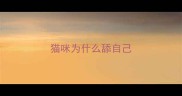 猫咪为什么舔自己