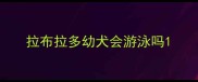 拉布拉多幼犬会游泳吗