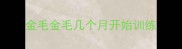 金毛金毛几个月开始训练
