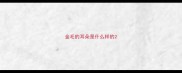 金毛的耳朵是什么样的
