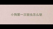 小狗第一次驱虫怎么驱