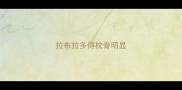 拉布拉多得枕骨明显