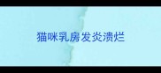 猫咪乳房发炎溃烂