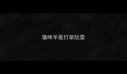 猫咪半夜打架玩耍