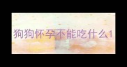 狗狗怀孕不能吃什么