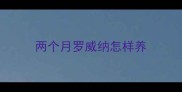 两个月罗威纳怎样养