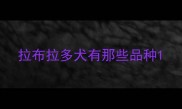 拉布拉多犬有那些品种