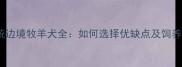双血统边境牧羊犬全如何选择优缺点及饲养指南